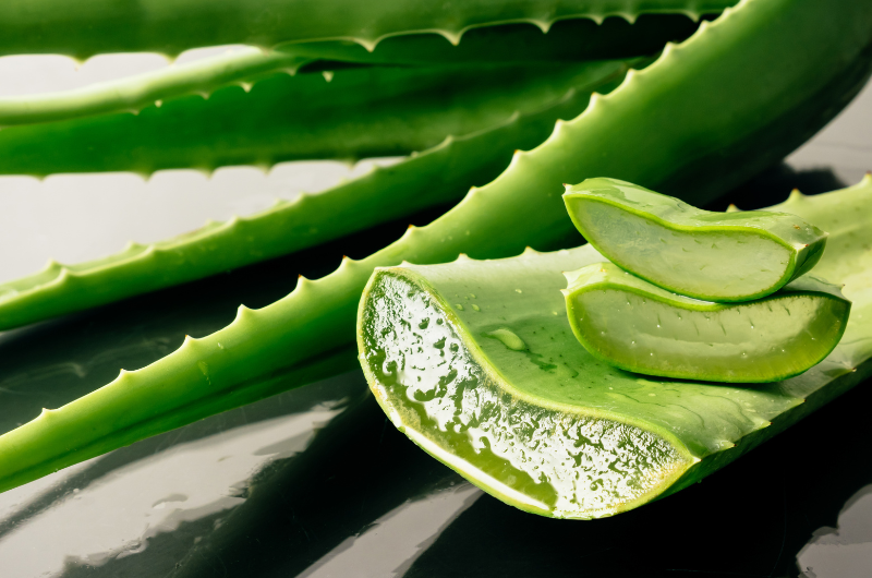 Aloe vera revampearth.com