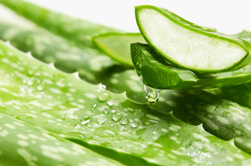 Aloe vera revampearth.com