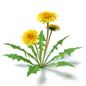 Dandelion (Taraxacum officinale)