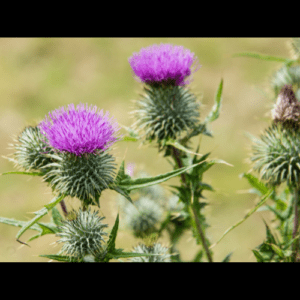 Milk Thistle (Silybum marianum)