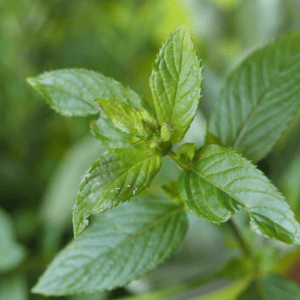 Peppermint (Mentha piperita)