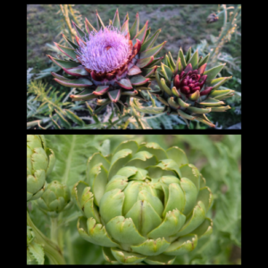 Artichoke (Cynara scolymus)