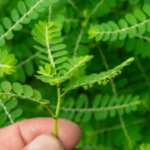 Chanca Piedra (Phyllanthus niruri)